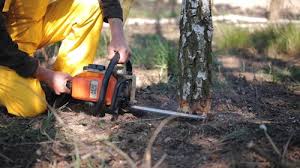 Best Tree Disease Treatment  in Mcmurray, PA