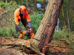 Best Root Management and Removal  in Mcmurray, PA