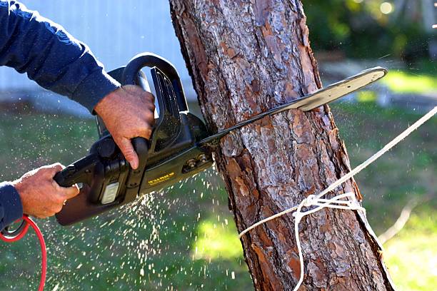 Professional Tree Care in Mcmurray, PA