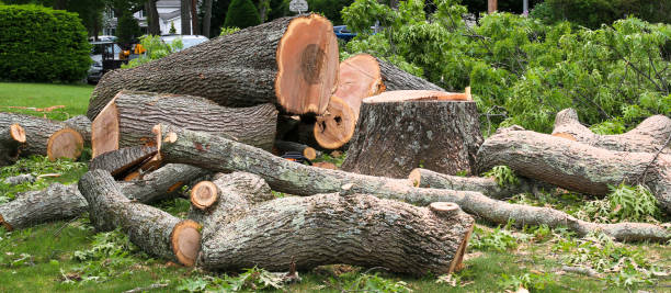 Best Tree and Shrub Care  in Mcmurray, PA