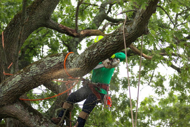 Best Pest Control for Lawns  in Mcmurray, PA
