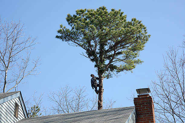 Best Hazardous Tree Removal  in Mcmurray, PA