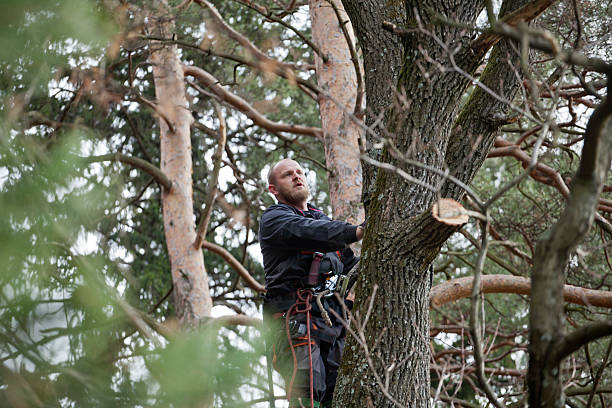 Trusted Mcmurray, PA Tree Care Experts