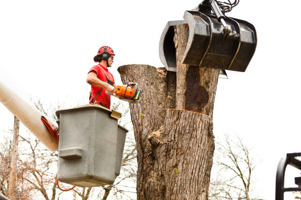 How Our Tree Care Process Works  in  Mcmurray, PA