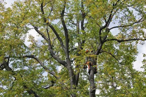 Best Leaf Removal  in Mcmurray, PA